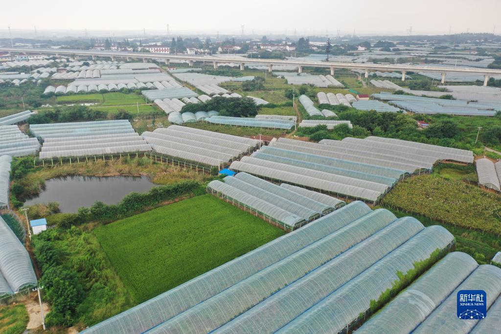 赚金币斗牛牛